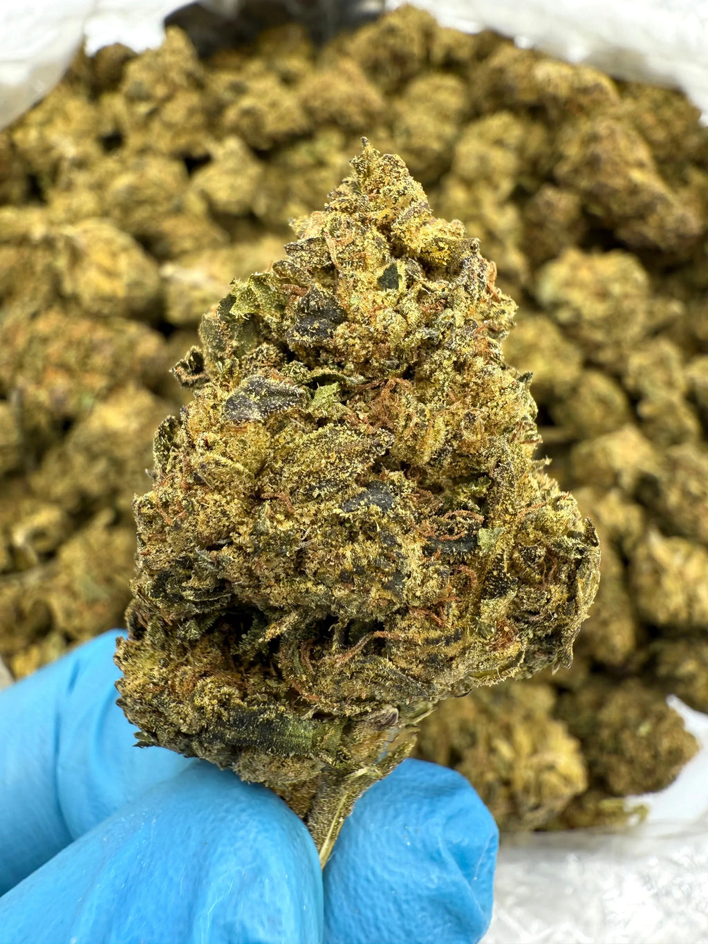 Apple Fritter THCA Flower - Stoner Classic