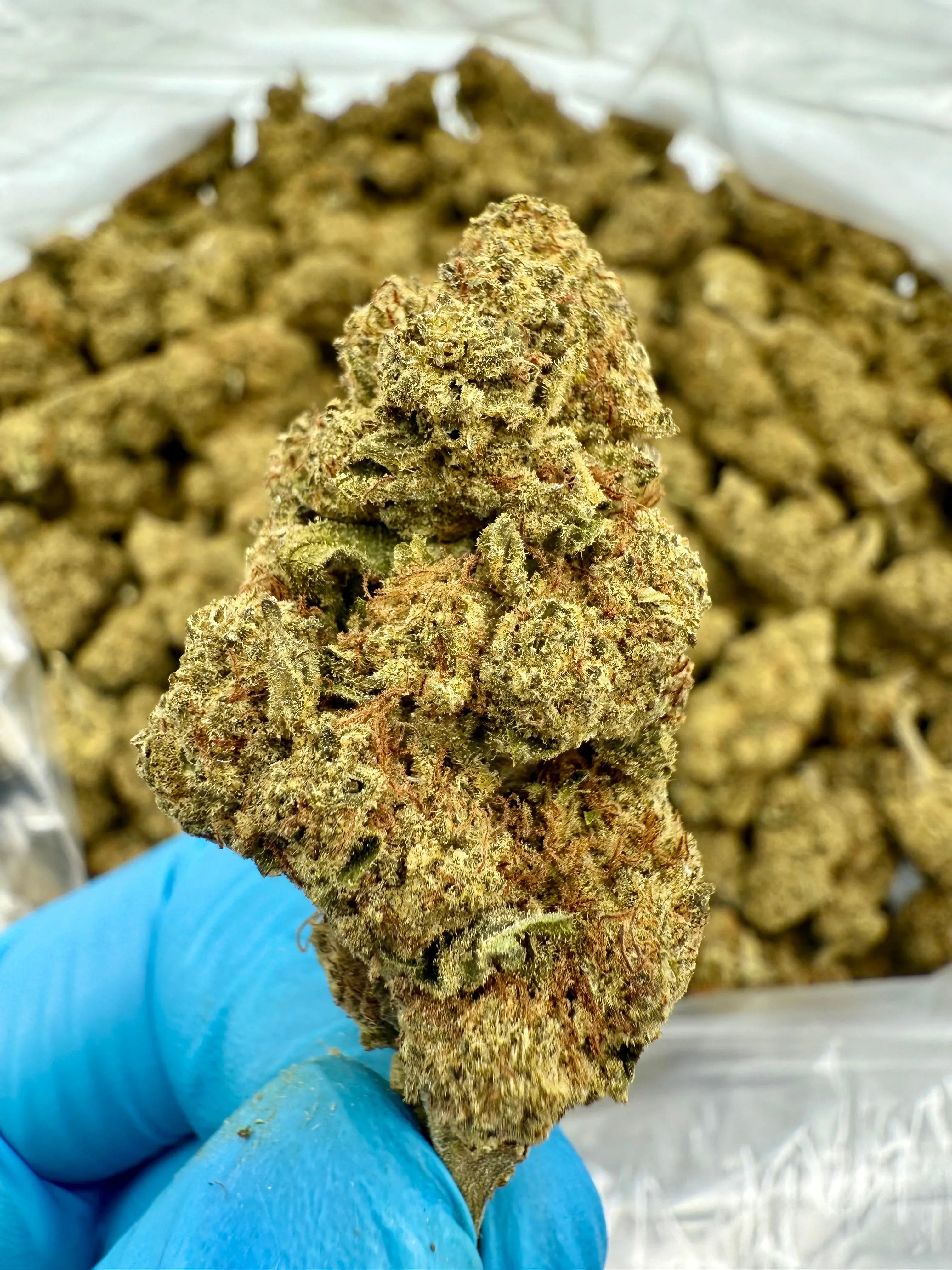 Cereal Milk THCA Flower - Stoner Premium