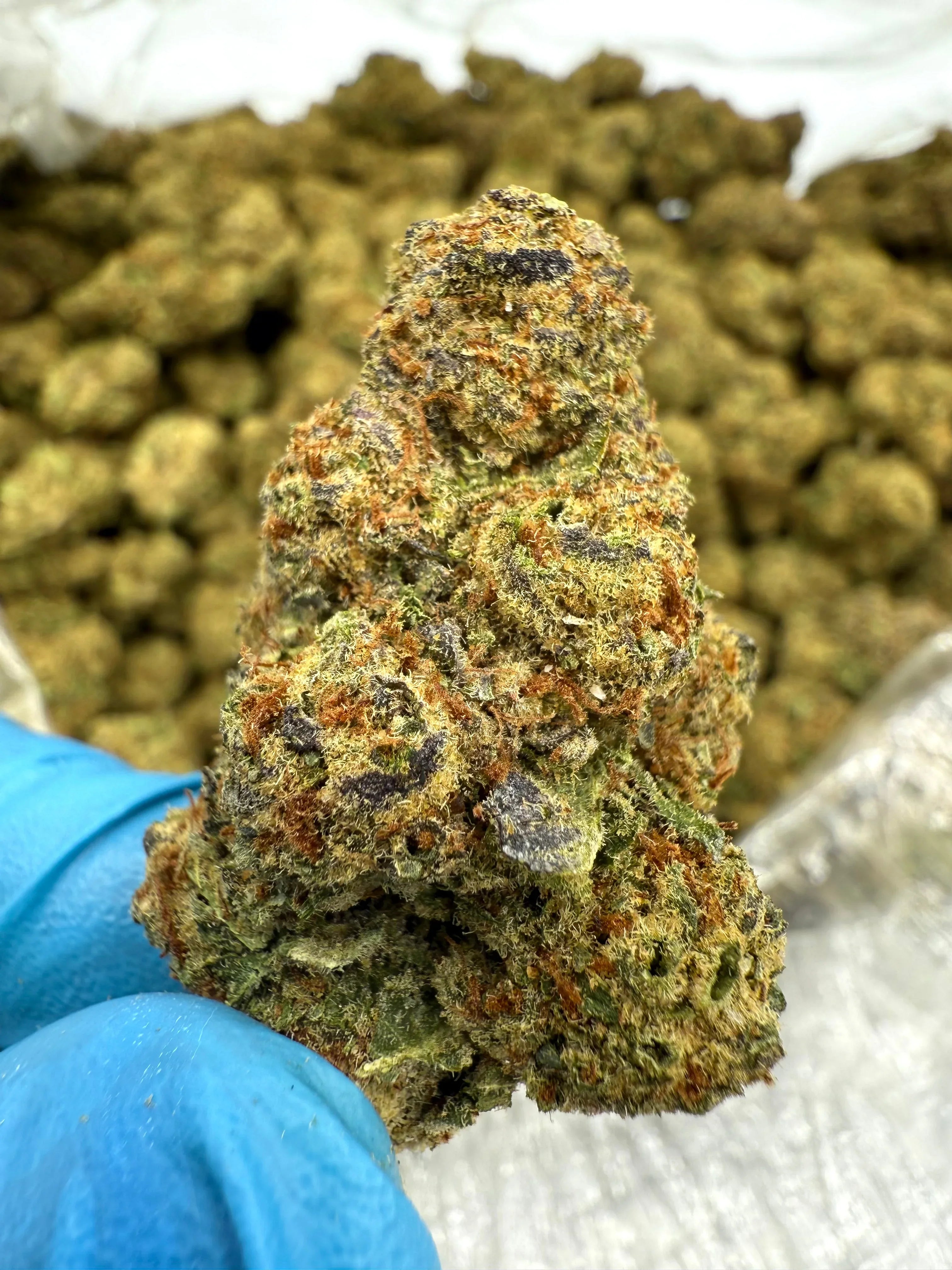 Cookies and Cream THCA Flower - Stoner Exotic