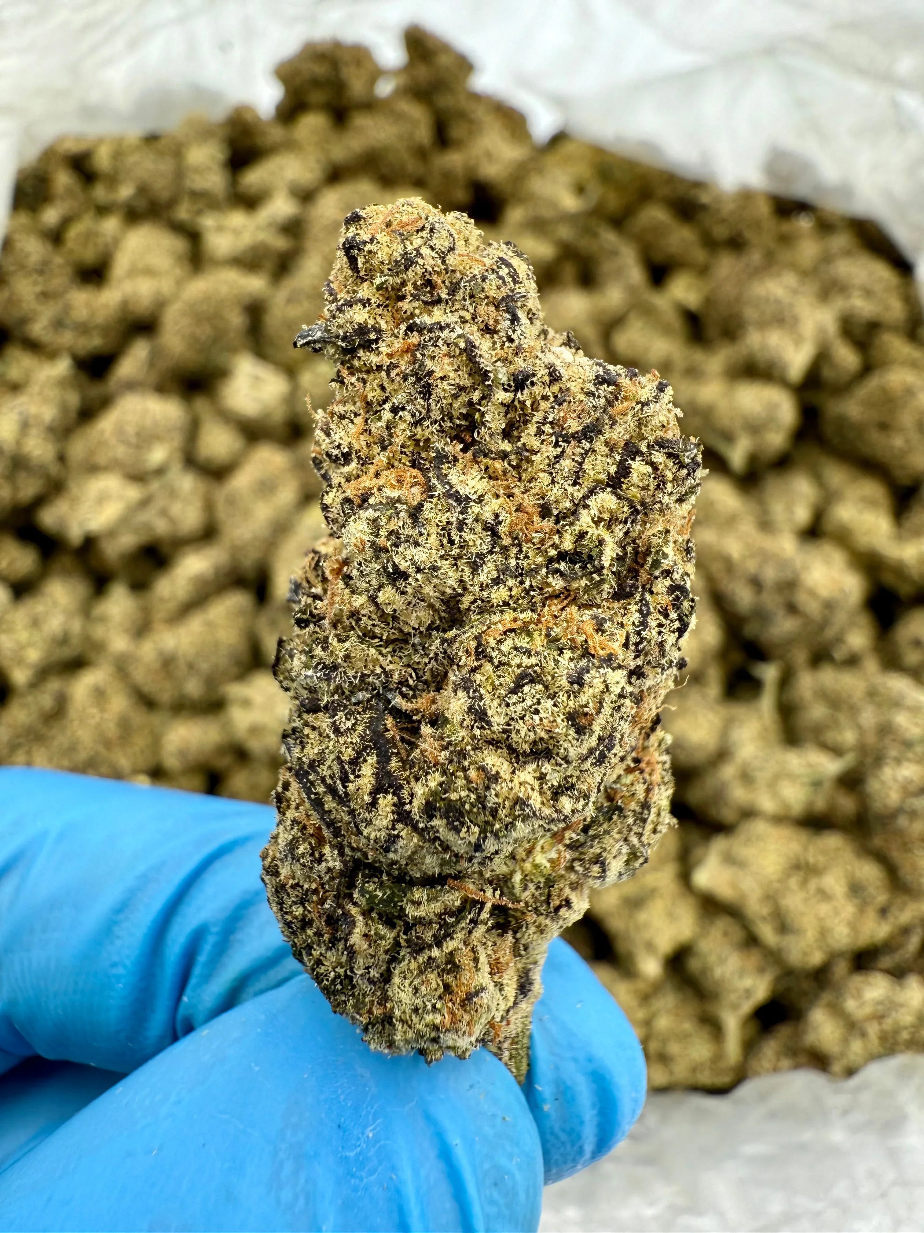 Cream Pop THCA Flower - Stoner Exotic