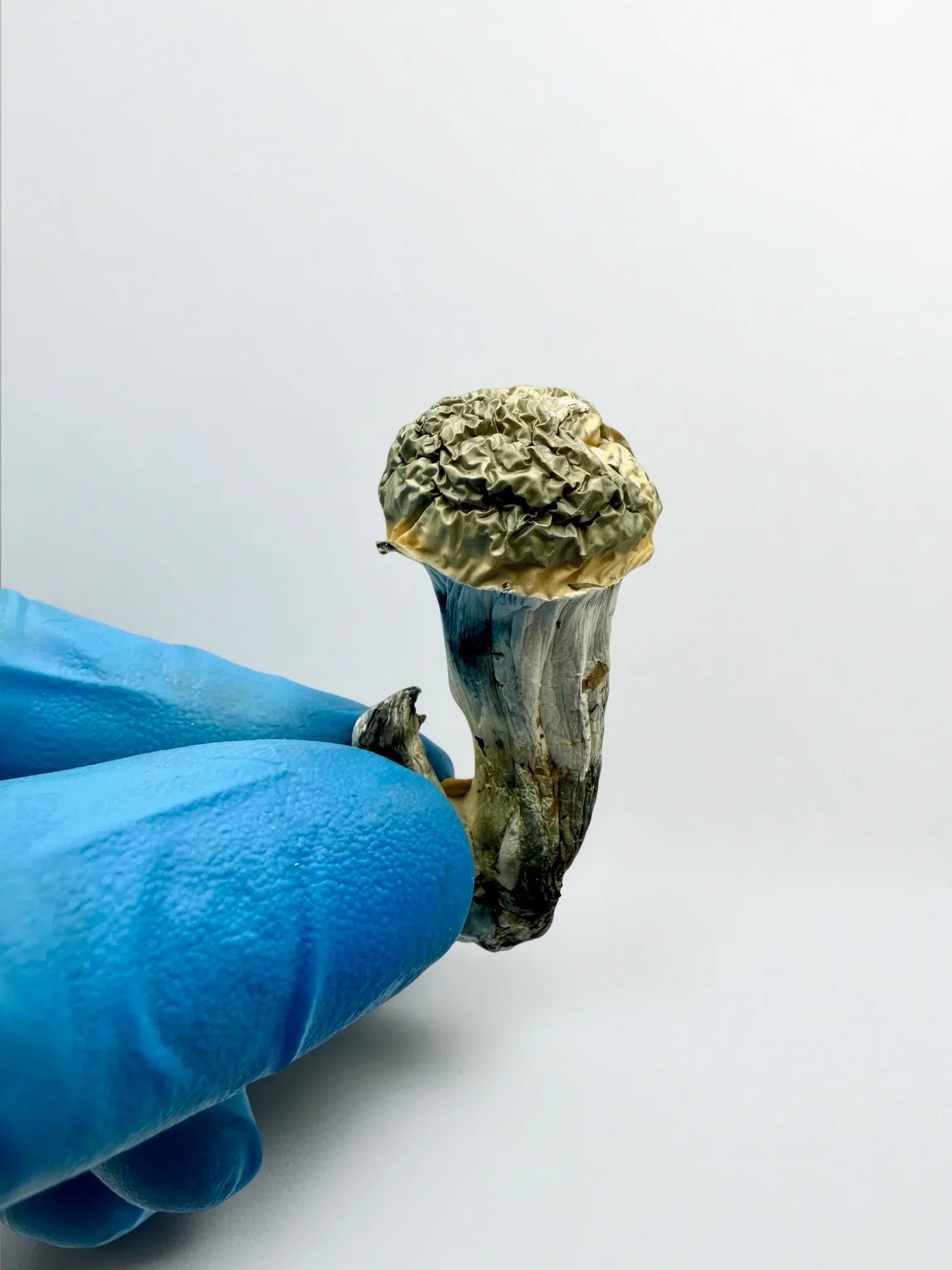 Fruiting Body Mushrooms – 7 g / 3,500 mg