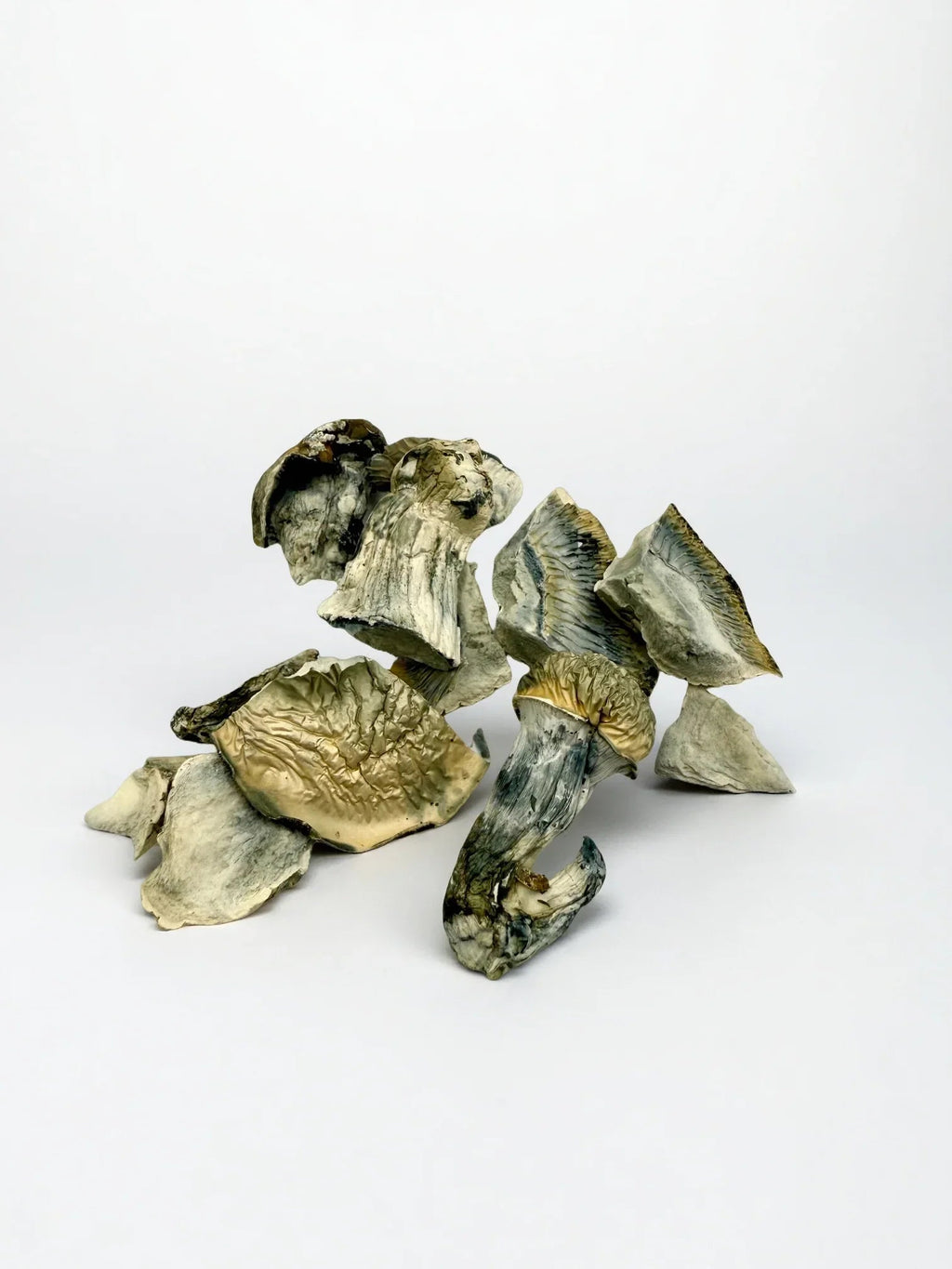 Fruiting Body Mushrooms – 7 g / 3,500 mg