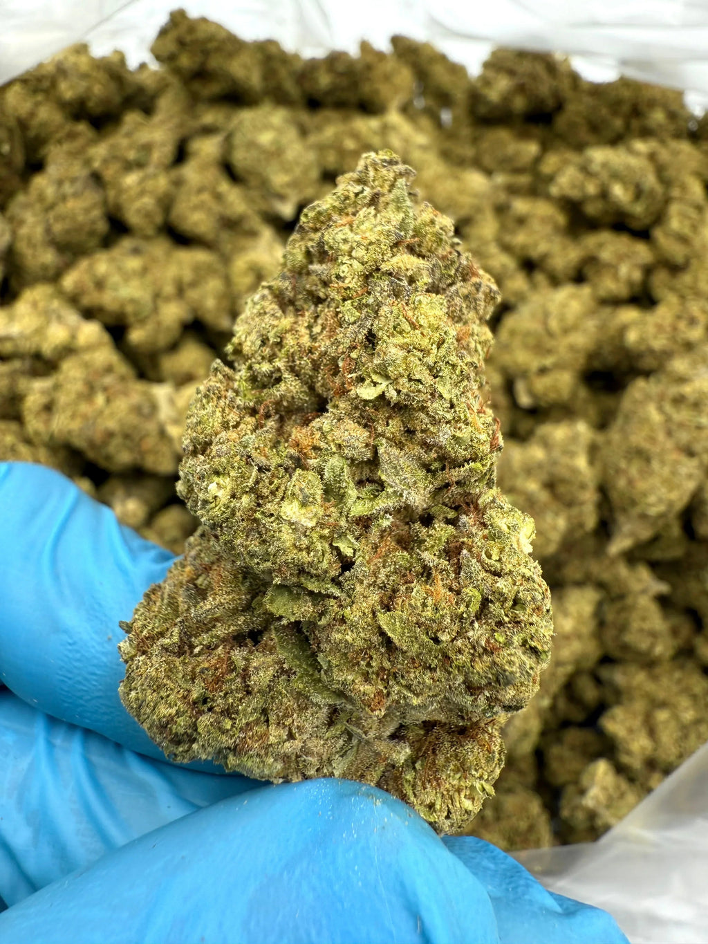 Grapes and Cream THCA Flower - Stoner Premium