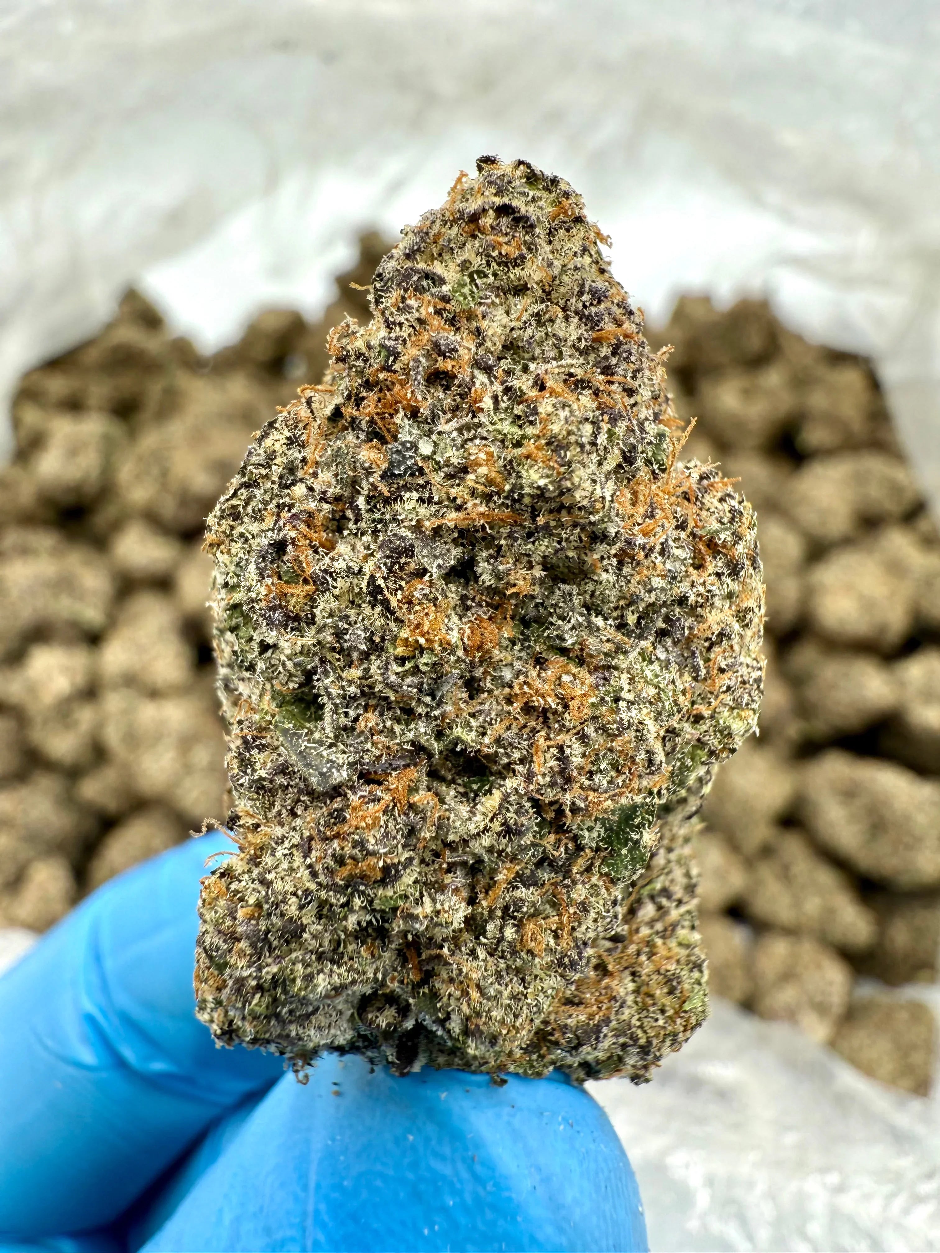 Insane Pound Cake THCA Flower - Stoner Exotic