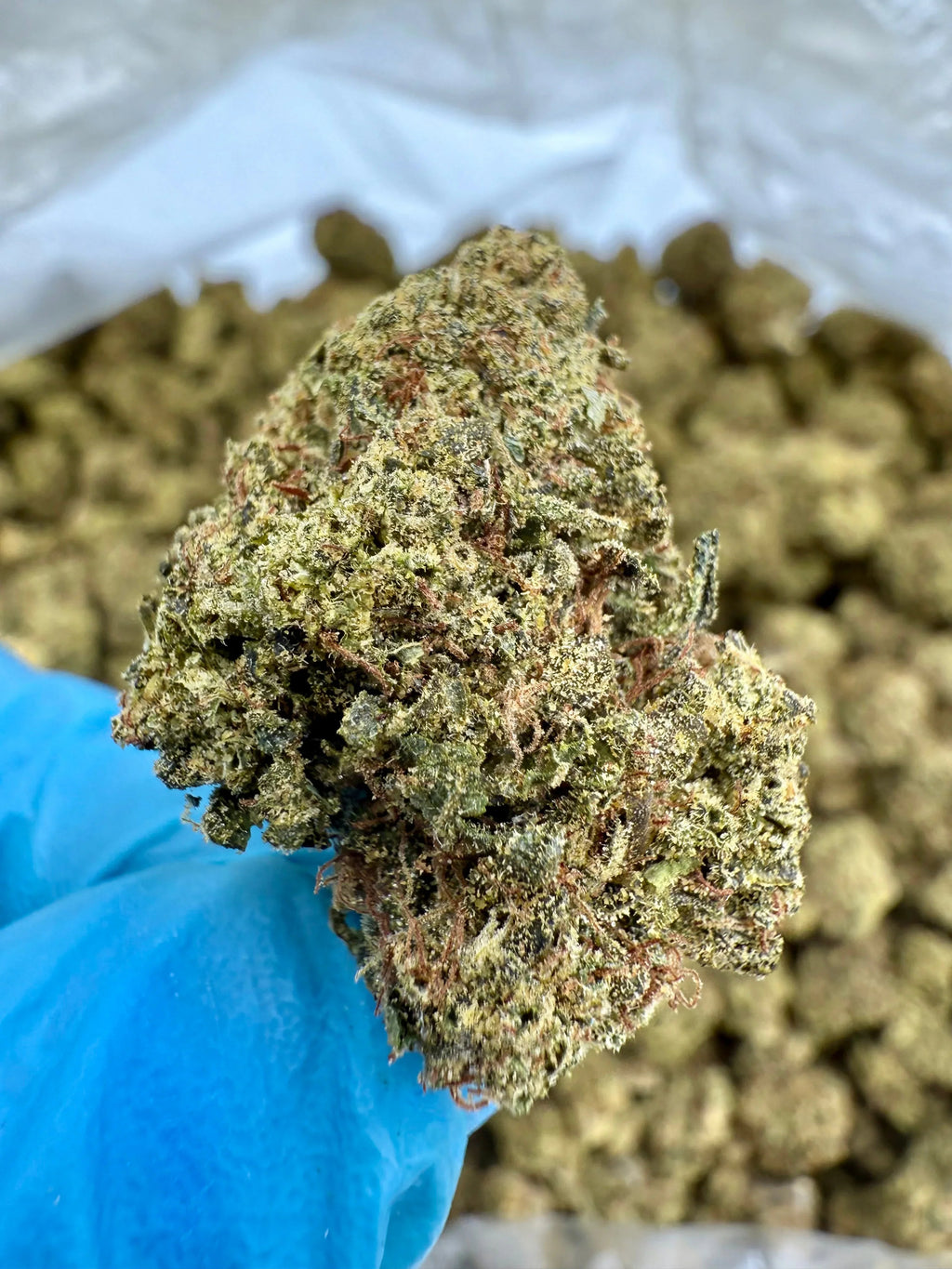 Lemon Cherry Gelato THCA Flower - Stoner Premium